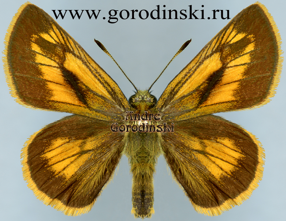 http://www.gorodinski.ru/hesperidae/Ochlodes ochracea.jpg